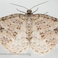 Pearsall's Carpet Moth (Venusia pearsalli)
