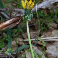 Dandelion (Taraxacum officianalis)