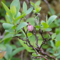 Bog Blueberry (Vaccinium uliginosum)
