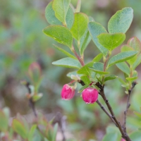 Bog Blueberry (Vaccinium uliginosum)