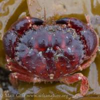 Pygmy Rock Crab (Glebocarcinus oregonensis)