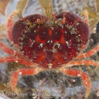 Pygmy Rock Crab (Glebocarcinus oregonensis)