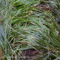 Toothed Surfgrass (Phyllospadix serrulatus)