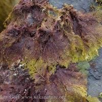 Northern Sea Fern (Ptilota serrata) (unconfirmed)
