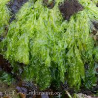 Sea Lettuce (Ulva lactuca)