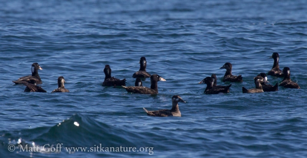 Young Surf Scoters