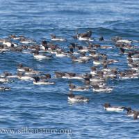 Murres on the Water