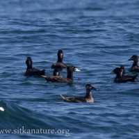 Young Surf Scoters