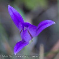 Purple flower (Brodiea?)