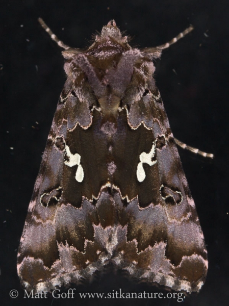 Caramel Looper (Autographa corusca) (preliminary id)