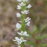 White Bog-orchid (Platanthera dilatata)