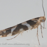 Bronze Alder Moth (Argyresthia goedartella)