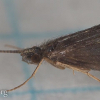 Unidentified Caddisfly (Trichoptera)