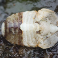 Small Isopod (Exosphaeroma sp)