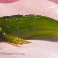 Green Sculpin (Cottidae)