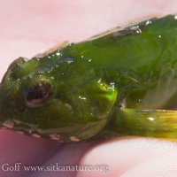 Green Sculpin (Cottidae)