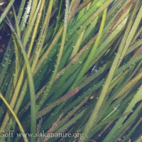 Toothed Surfgrass (Phyllospadix serrulatus)