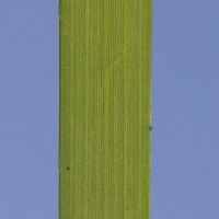 Surfgrass (Phyllospadix serrulatus) Blade