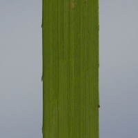 Surfgrass (Phyllospadix serrulatus) Blade