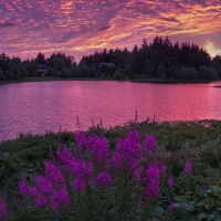 Fireweek and Sunset over Swan Lake