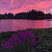 Fireweek and Sunset over Swan Lake