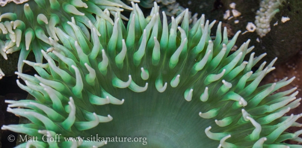 Giant Green Sea Anemone (Anthopleura xanthogrammica)