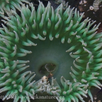 Giant Green Sea Anemone (Anthopleura xanthogrammica)