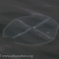 Cross Jellyfish (Mitrocoma cellularia)