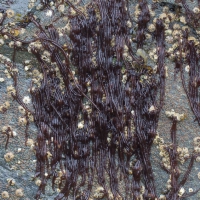 Rubber Threads (Nemalion elminthoides)