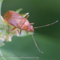Orange Bug (Hemiptera)
