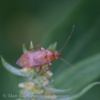 Orange Bug (Hemiptera)