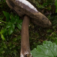 Dusky Bolete (Porphyrellus porphyrosporus)