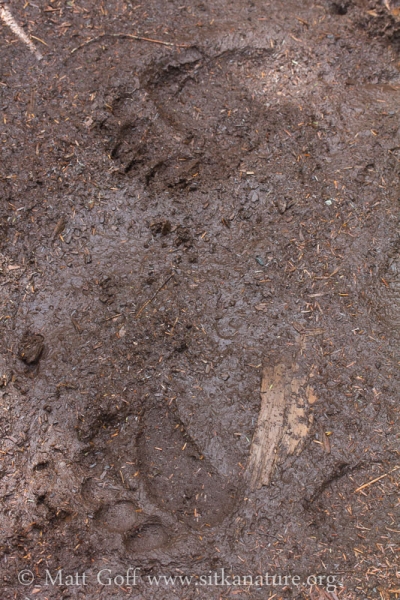 Brown Bear Tracks