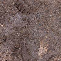 Brown Bear Tracks