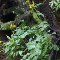 Clasping Arnica (Arnica lanceolata)