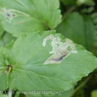 Clasping Arnica (Arnica lanceolata) Leaf Mines