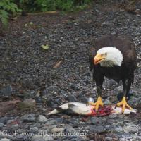 Bald Eagle with Pink Salmon