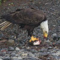 Bald Eagle with Pink Salmon