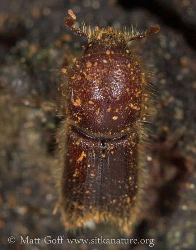 Boring Beetle (Ipina)