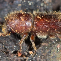 Boring Beetle (Ipina)