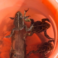Three Toads in a Bucket