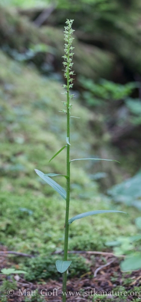 Slender Bog-orchid (Platanthera stricta)