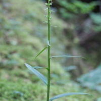 Slender Bog-orchid (Platanthera stricta)