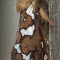 Ghost Moth (Gazoryctra sp)