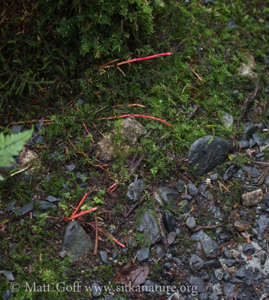 Red Alder (Alnus rubra) Red Roots