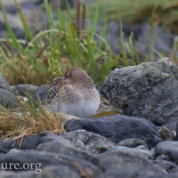 Resting Baird's Sandpipers