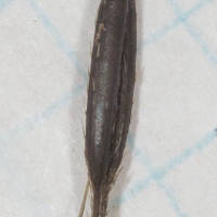 Sweet-ciceley (Osmorhiza sp) Fruit