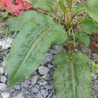Broad-leaf Dock (Rumex obtusifolius)