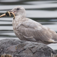 Gull with Sea Star
