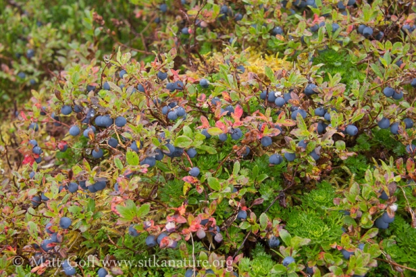 Blueberries in the Subalpine